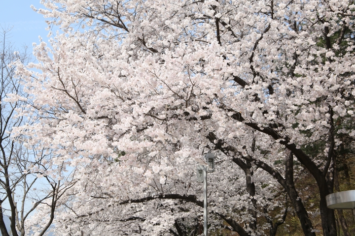 서울대공원 왕벚나무.