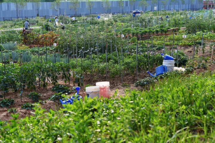 서울농대 연습림이었다가 지난 2019년부터 수원시민을 위한 텃밭으로 이용되고 있는 탑동시민농장.