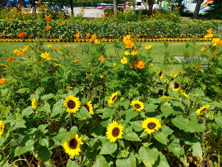 서울대공원, 1만주 노란 꽃 물결…코로나극복 ‘희망의 해바라기 전시회’