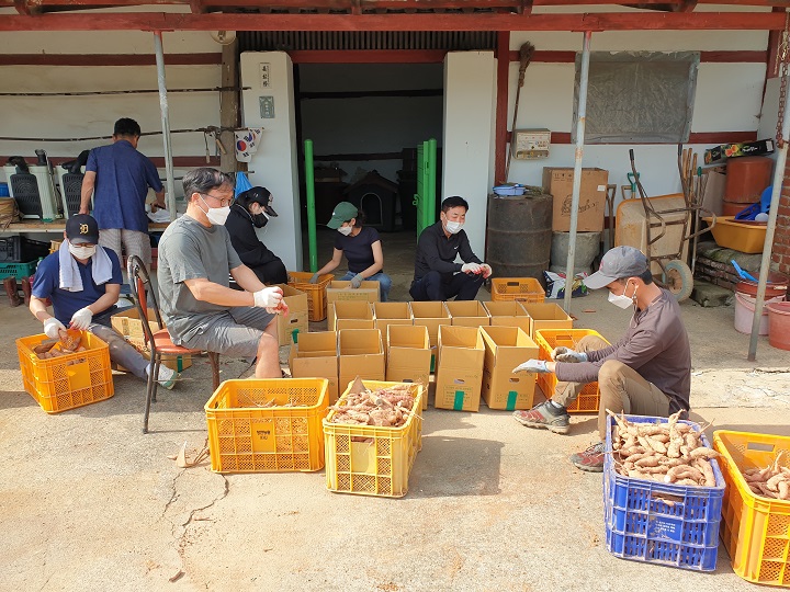 NH농협무역 임직원들이 9일 충남 당진 고구마 재배농가를 방문하여 고구마 수확 일손돕기를 실시했다.(오른쪽 두번째) NH농협무역 김재기 대표이사. [사진=농협]