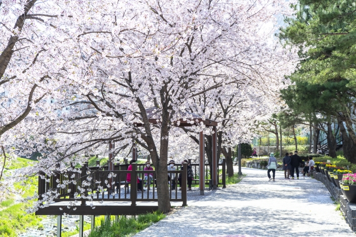 양주시 백석읍에 위치한 가야1차 아파트 옆 하천길에서 시민들이 봄바람을 맞으며 막바지 벚꽃을 만끽하고 있다.