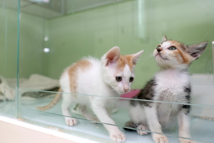 용인시 동물보호센터에서 보호중인 아기 고양이들.