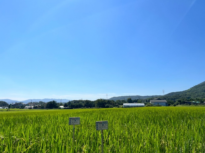 용인시 원삼면 일대의 백옥쌀 GAP생산단지.