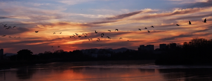 해질녘 서호공원에서 겨울 철새들이 날고 있다.
