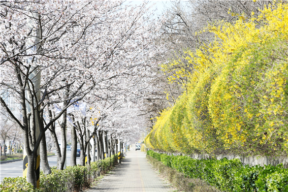 남동구 벚꽃길.