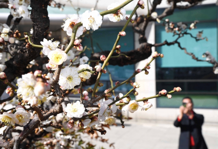 K-시흥시-시흥시청에 피어난 봄, 꽃망울이 ‘톡톡’