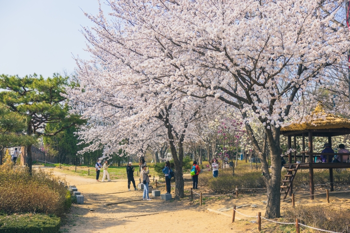 벚꽃 명소 인천대공원, 53만 나들이객 다녀가.