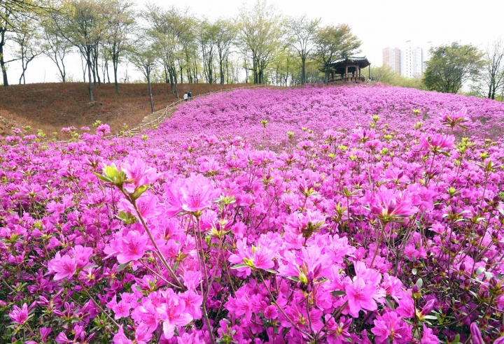 K-시흥시-진분홍빛 물결 넘실대는 오난산으로 오세요.