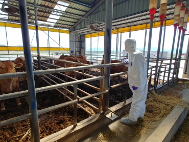 인천시, 6월 1일부터 동물병원 없는 도서 지역 가축 무료 진료.