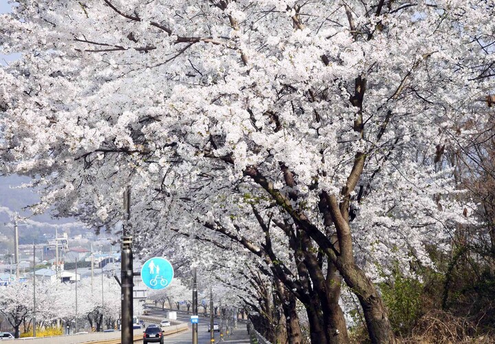 물왕호수 벚꽃길.